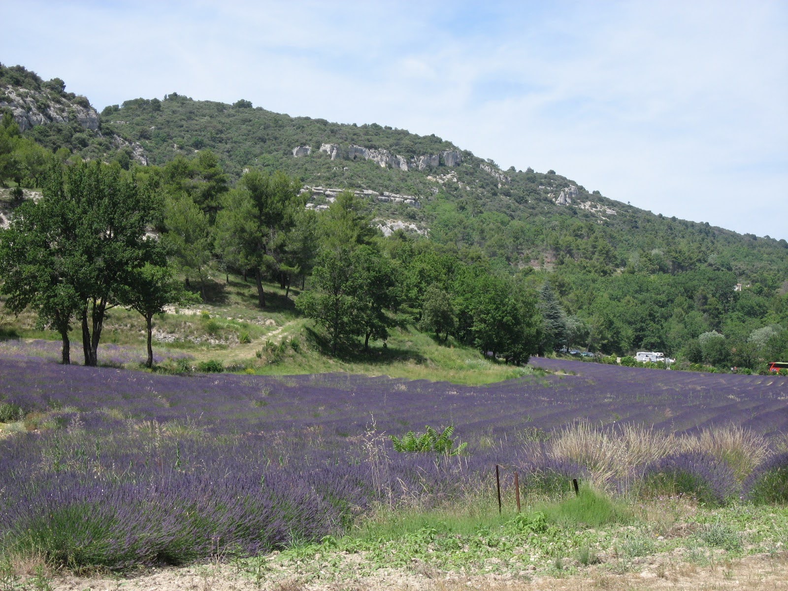 こんなに違う！日本と海外の季節イベントの祝い方・過ごし方を紹介